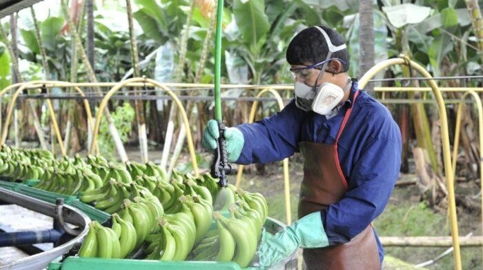 Dos empresas enviaron supuestamente 140 embarques falsos de banano